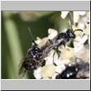 Mimumesa sp - Grabwespe 07a 6-7mm Paarung.jpg